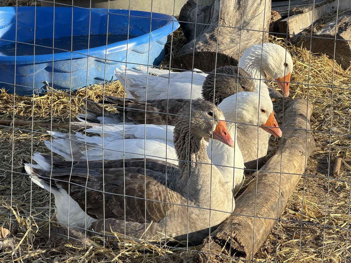 Geese resting at What The Flock Ranch