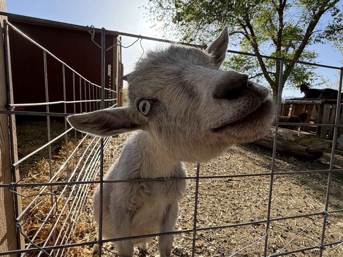 Nigerian Dwarf goat at What The Flock Ranch