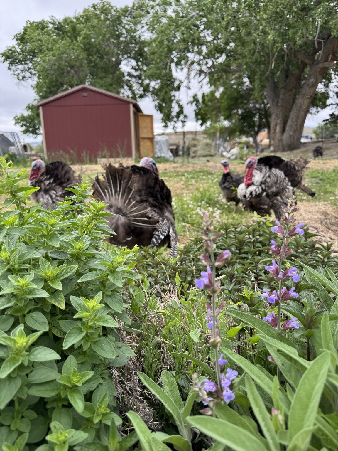 Turkeys among perennial herbs at What The Flock Ranch